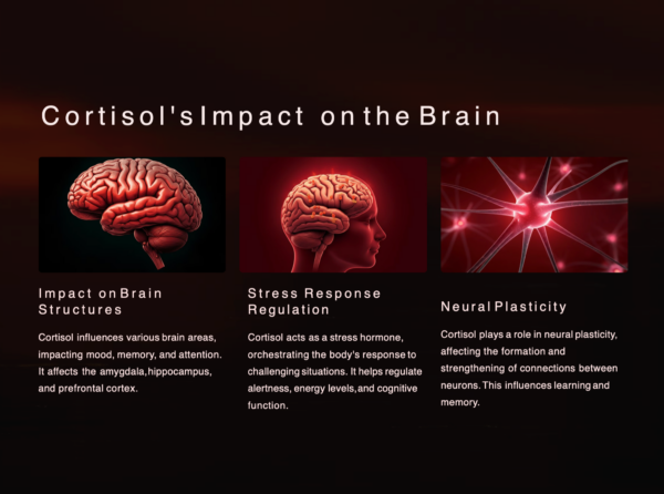 Cortisol's Role in Learning - Image 3